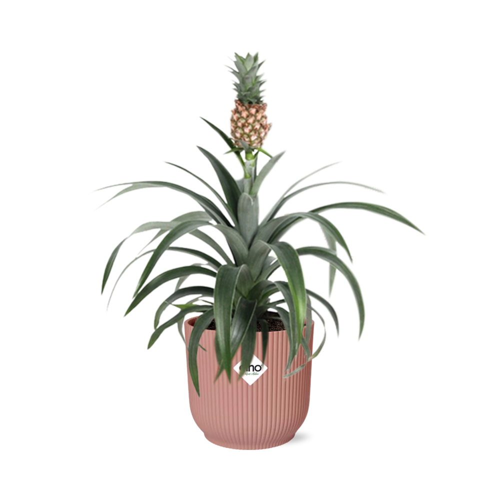 Mother's Day, Ananas Mi Amigo im ELHO Vibes Fold, 14 cm, rosa
