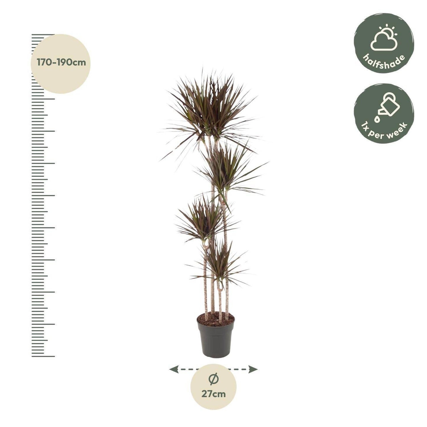 Dracaena Magenta – 180 cm – Ø27 - Botanic-Vibes