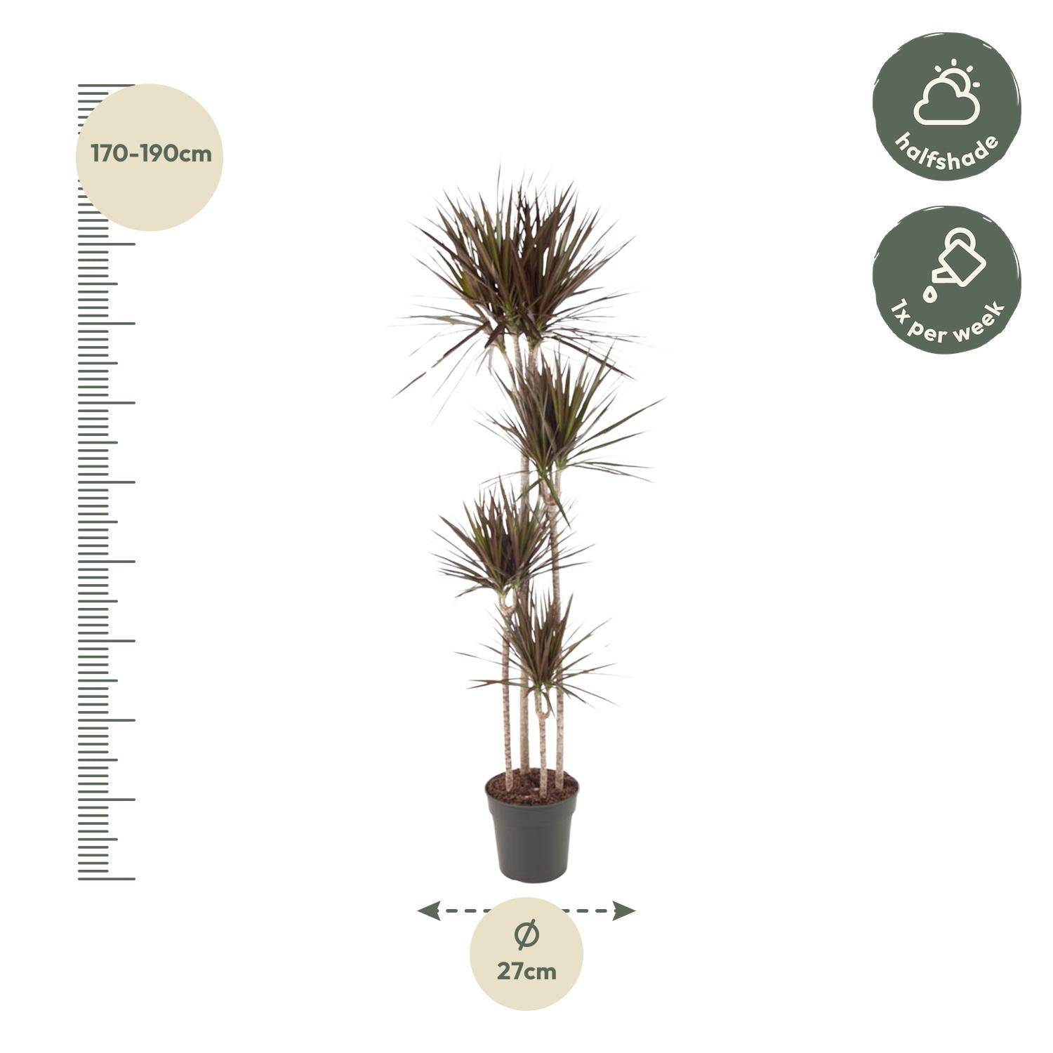 Dracaena Magenta – 180 cm – Ø27 - Botanic-Vibes