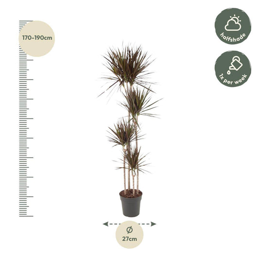 Dracaena Magenta – 180 cm – Ø27 - Botanic-Vibes