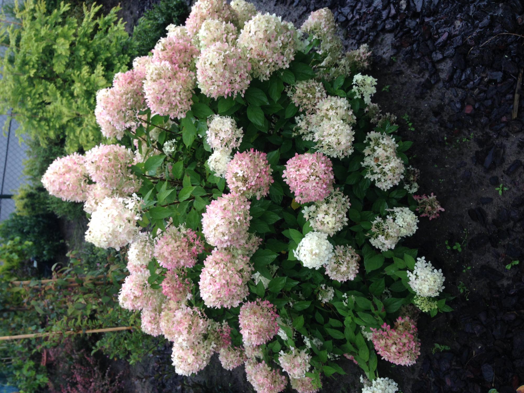 Rispenhortensie, Hydrangea panniculata Limelight, Blüten Creme Weiß, 1 Pflanze, Laubabwerfend, Große Blüten, Topf 17 cm 50 cm