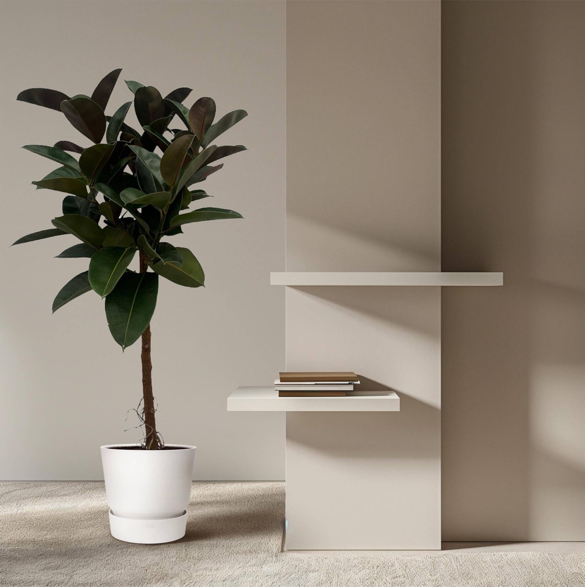 Ficus elastica 'Robusta' Stamm – 140 cm – Ø27 - Botanic-Vibes