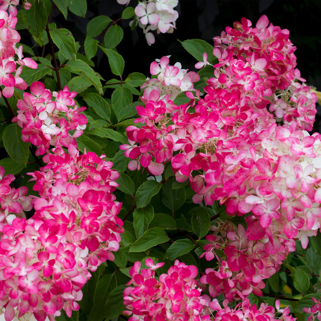 Rispen Hortensie, Hydrangea panniculata Rosa Diamond, Blüte Weiß Rosa, 1 Pflanze, Laubabwerfend, Große Blüten, Topf 17 cm 50 cm
