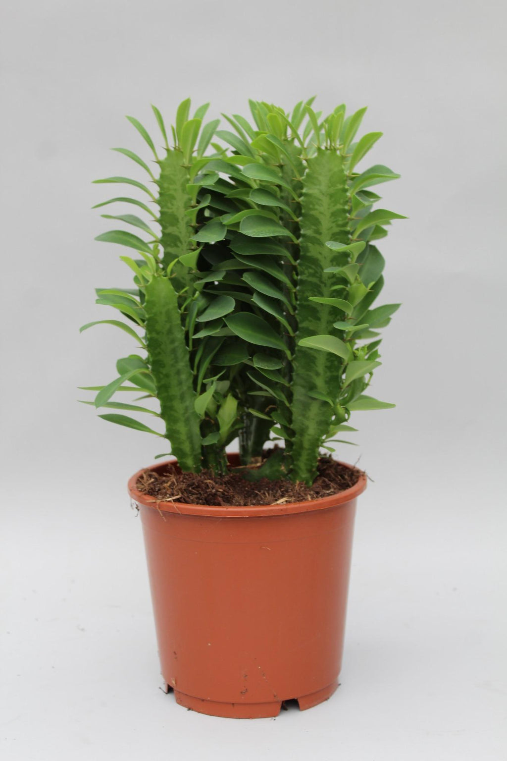Euphorbia Trigona, Ø12 cm, 40 cm
