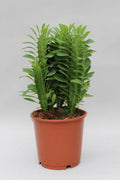 Euphorbia Trigona, Ø12 cm, 40 cm