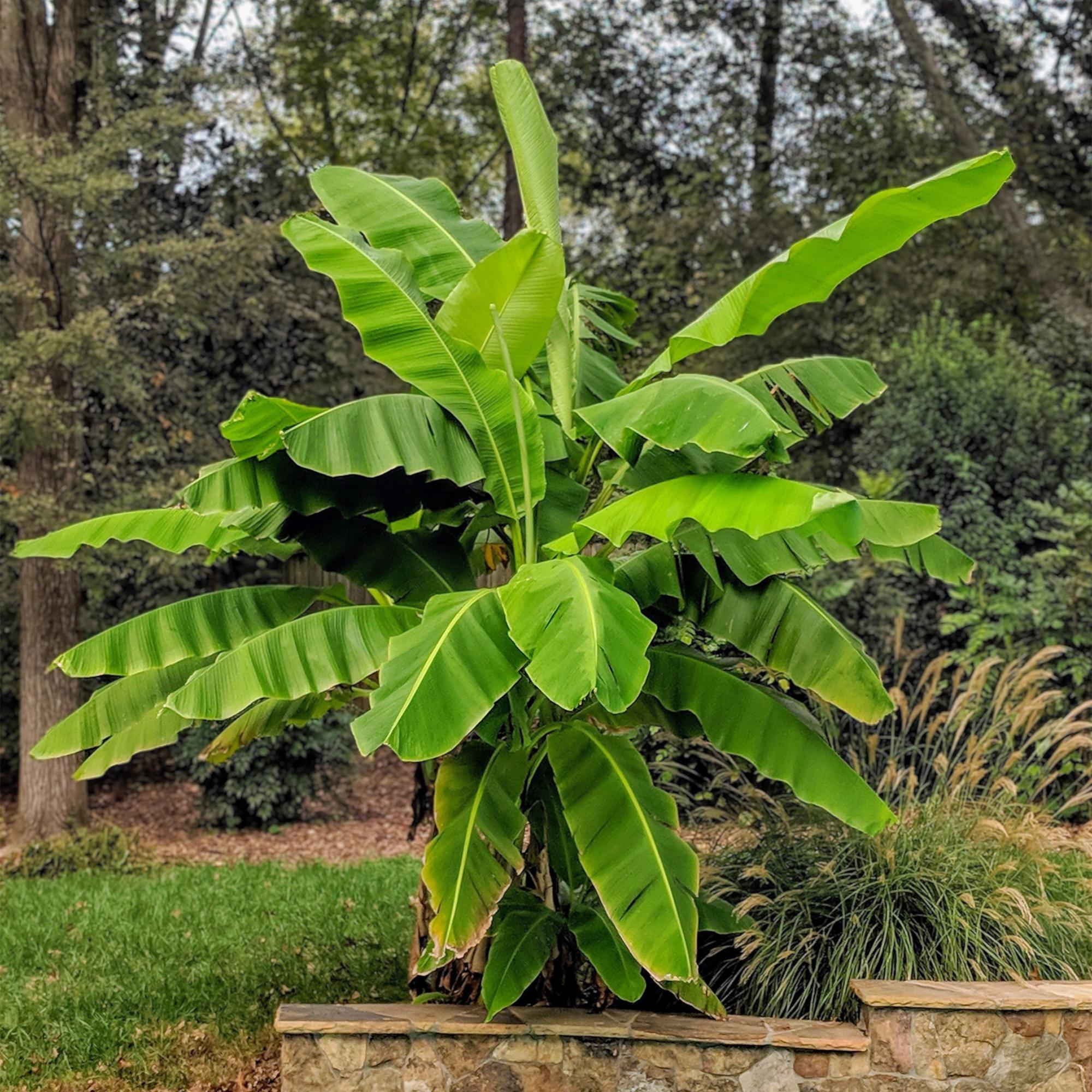 Obstpflanze, Musa Basjoo, Bananenbaum, Winterhart, Grün, 1 Pflanze, Topf 21 cm, 70-90 cm