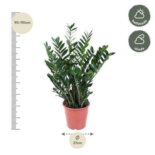 Zamioculcas Zamiifolia – 100 cm – Ø27