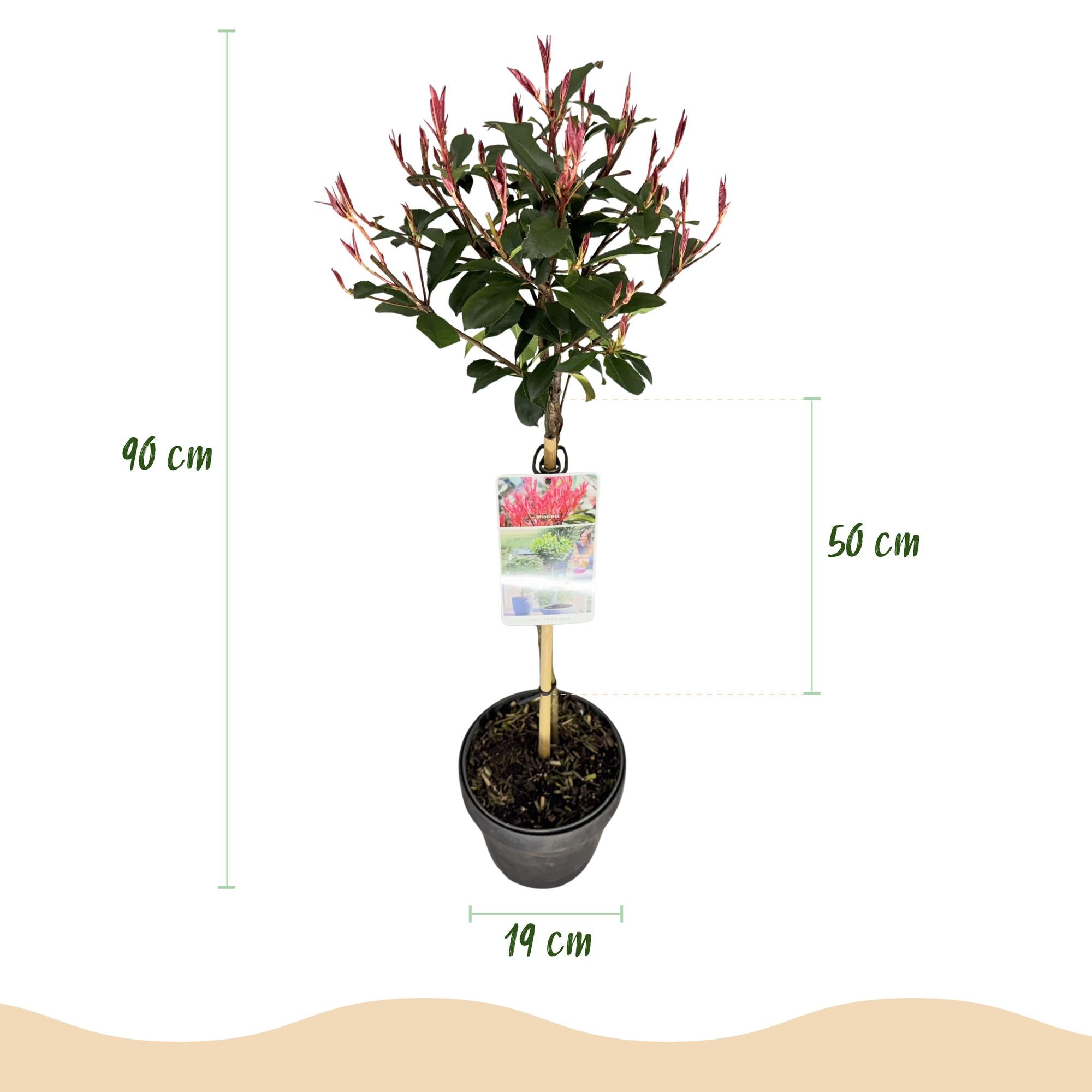 Pflanze auf Stamm, Photinia fraseri Carre Rouge, Terrassenpflanze, Immergrün, Winterhart, Grün-Rotes Blatt, Topf 19 cm 90 cm