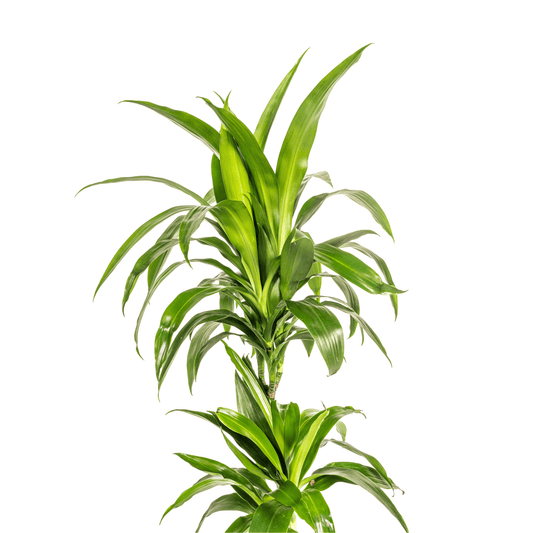 Dracaena Deremensis Lisa Ø19cm - ↕70 - 90cm - Botanic-Vibes