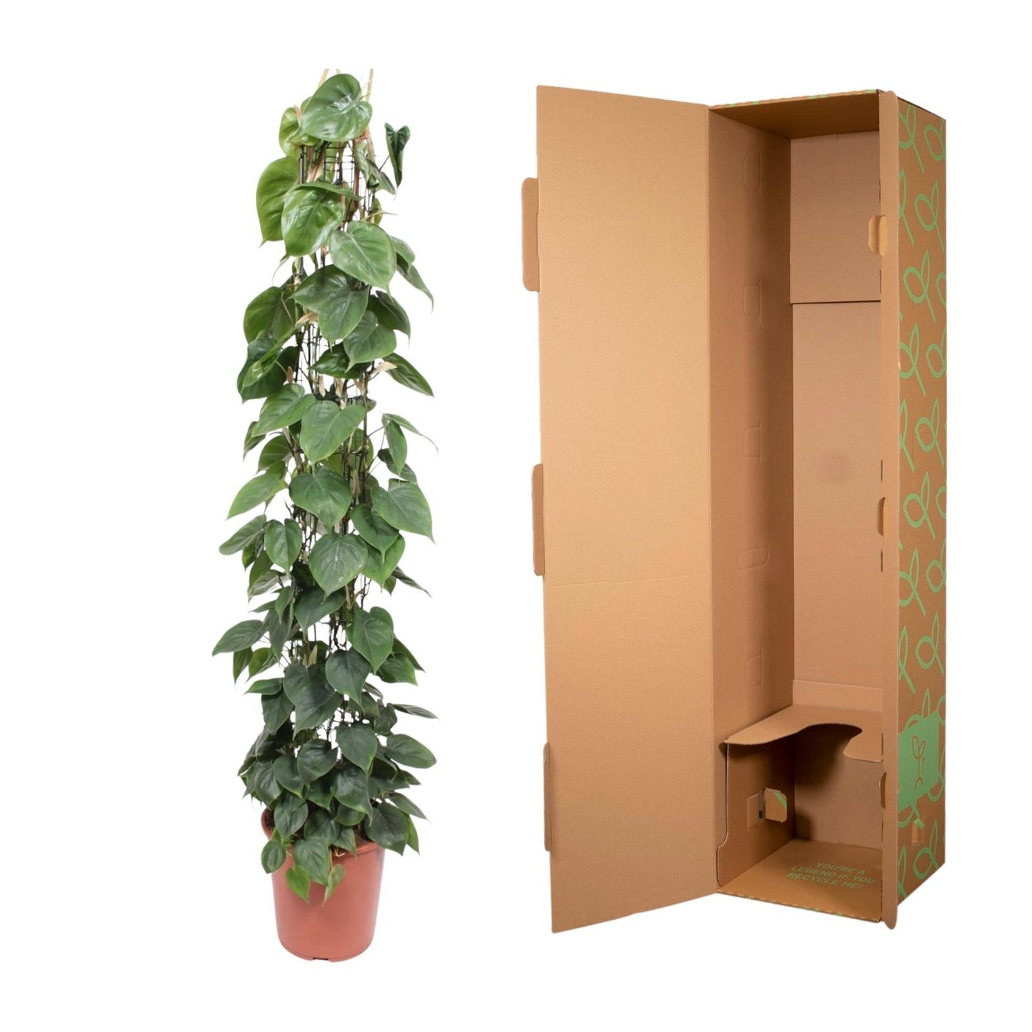 Philodendron scandens – mit Gitter – 160 cm – Ø27