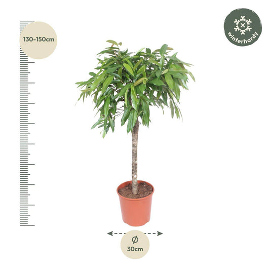Ficus 'Amstel King' – 130 cm – Ø30 - Botanic-Vibes