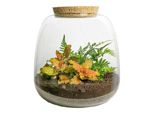 Pflanzterrarium „Emma Mini“ – DIY-Set – 20 cm – Ø19 cm – Fittonia Ruby Lime