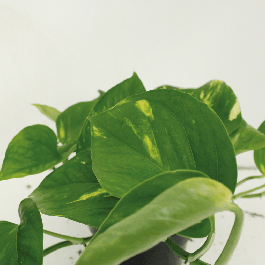 2x Epipremnum Aureum, Scindapsus, 25 cm, Ø15 cm
