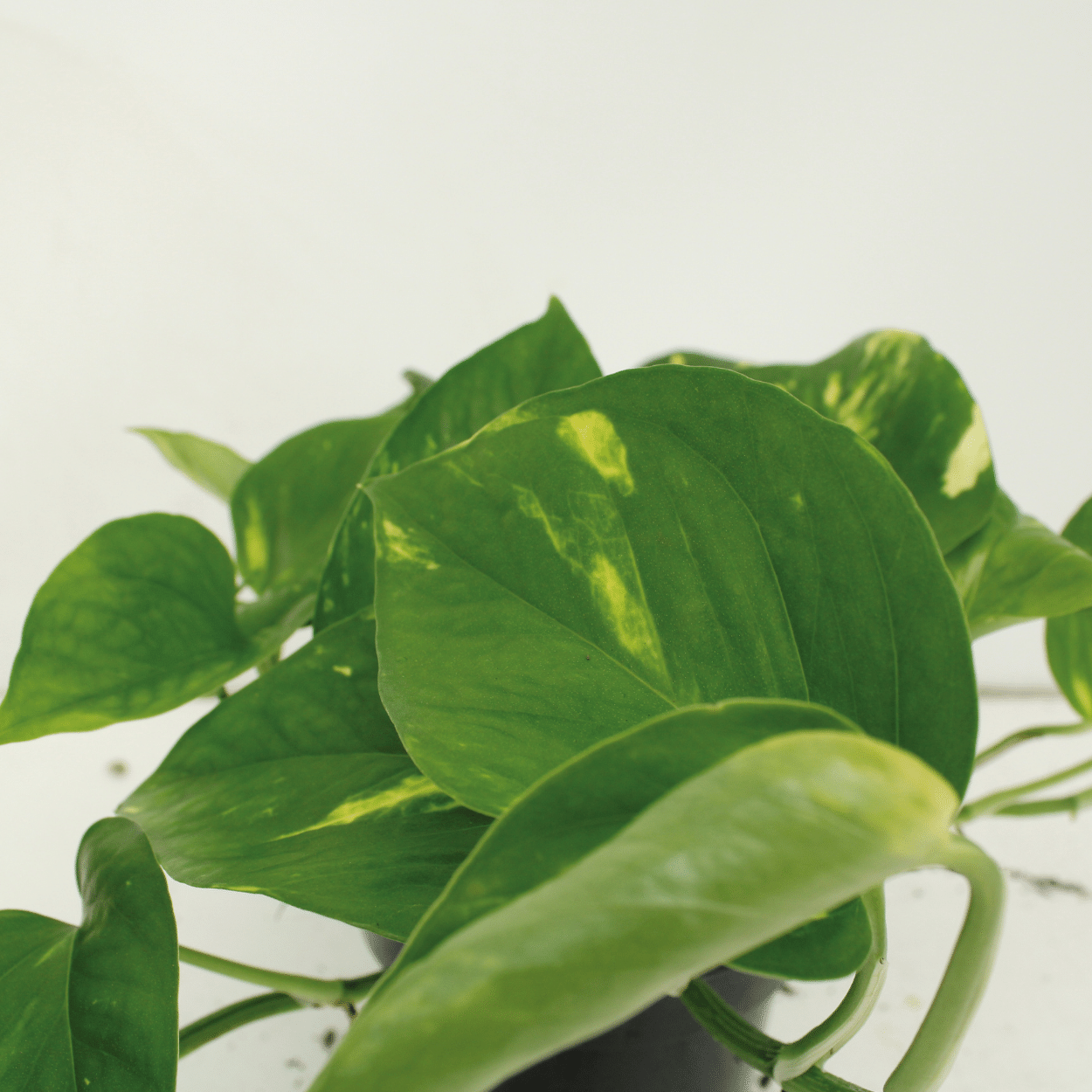 2x Epipremnum Aureum, Scindapsus, 25 cm, Ø15 cm