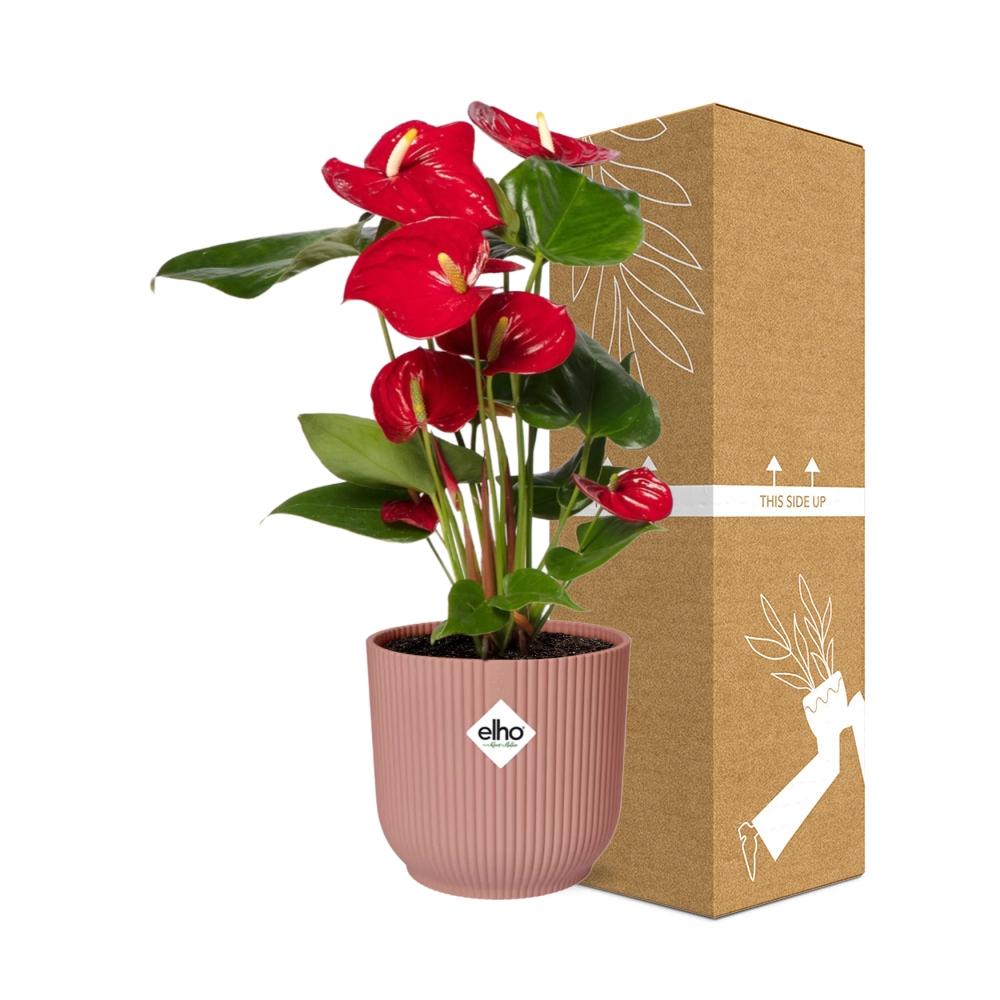 Anthurium Rot 12 cm im ELHO Vibes Fold, 14 cm, rosa