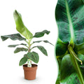 Green boutiQ, Zimmerpflanzen, Musa acuminata Dwarf Cavendisch, Bananenpflanze, Wenig Pflege, Grün, Topf 21cm, Höhe 70, 75cm