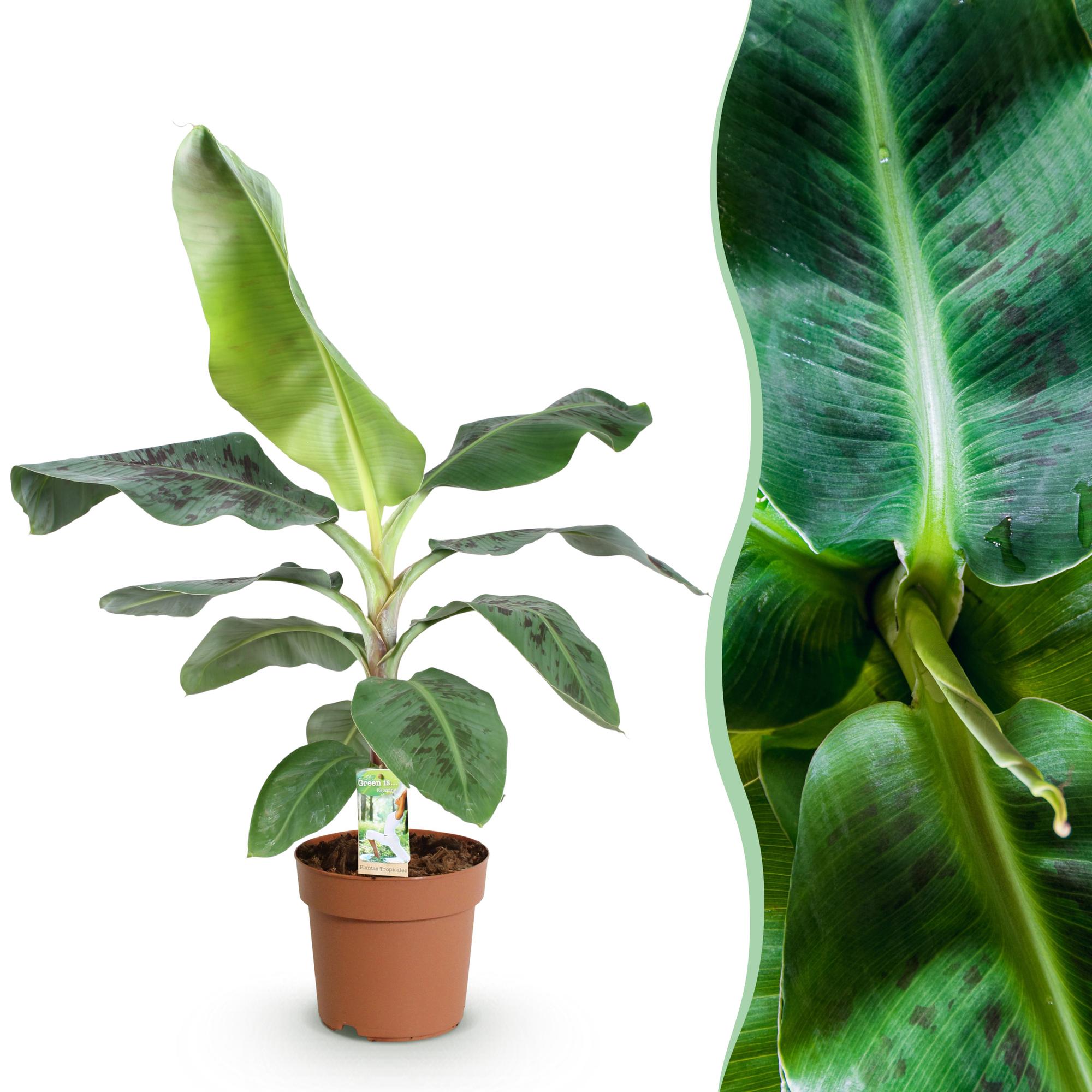 Green boutiQ, Zimmerpflanzen, Musa acuminata Dwarf Cavendisch, Bananenpflanze, Wenig Pflege, Grün, Topf 21cm, Höhe 70, 75cm