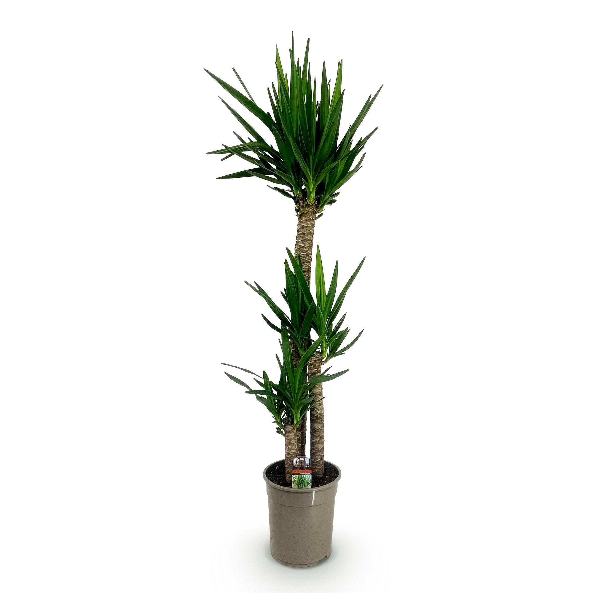 Yucca elephantipes, Yucca, Pflegeleicht, Grün, 1, Topf 27 cm, 170 cm