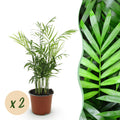 Green boutiQ, Zimmerpflanze, Chamaedorea elegans, Goldpalme, Haustierfreundlich, Grün, Topf 12cm, Höhe 35, 40cm