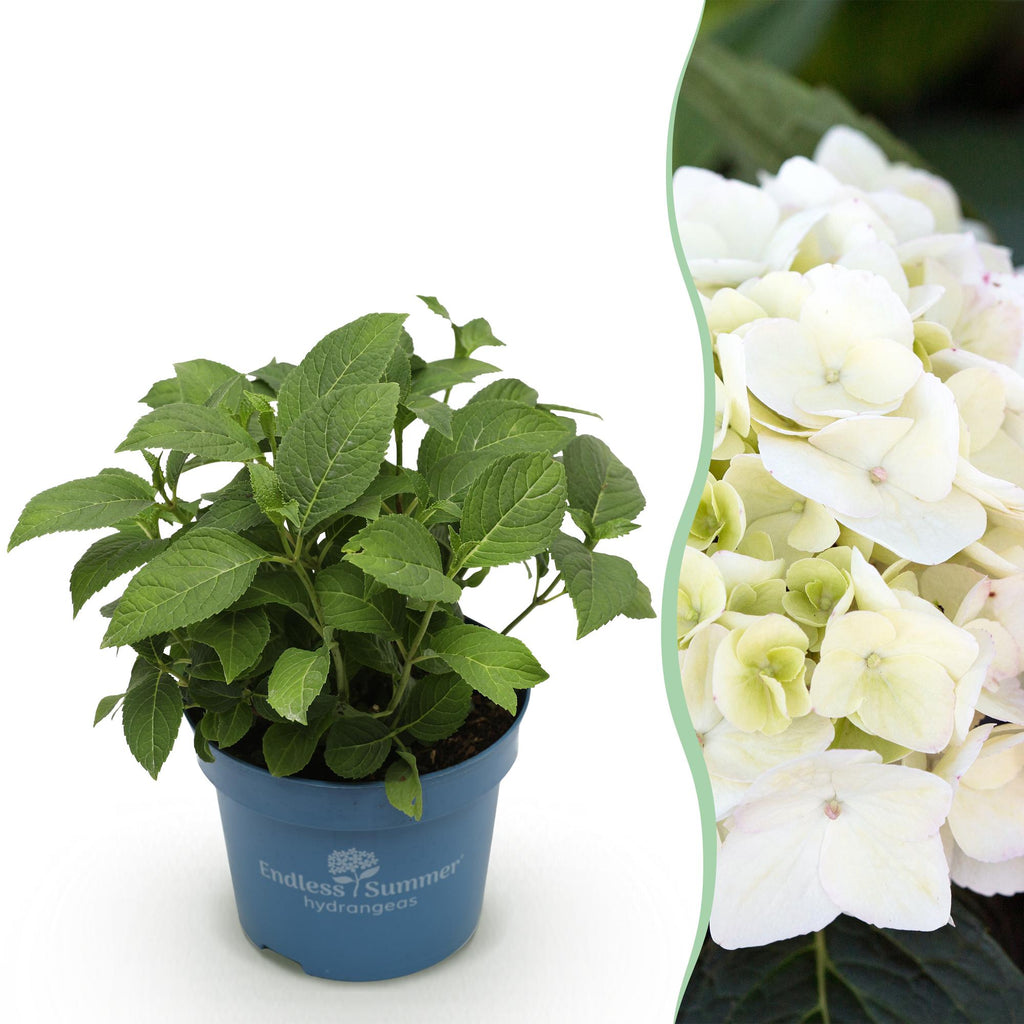 Green boutiQ, Gartenpflanze, Hydrangea Endless Summer The Bride, Hortensie, Winterhart, Weiß, Topf 14cm, Höhe 20, 25cm