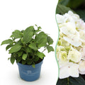 Green boutiQ, Gartenpflanze, Hydrangea Endless Summer The Bride, Hortensie, Winterhart, Weiß, Topf 14cm, Höhe 20, 25cm