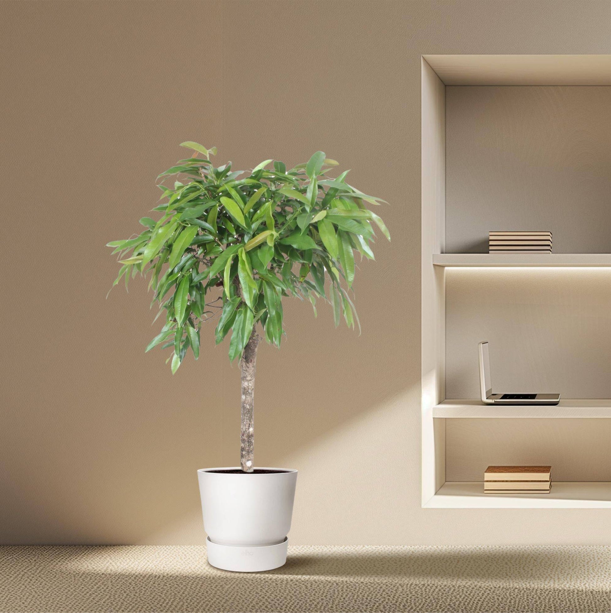 Ficus 'Amstel King' – 130 cm – Ø30 - Botanic-Vibes