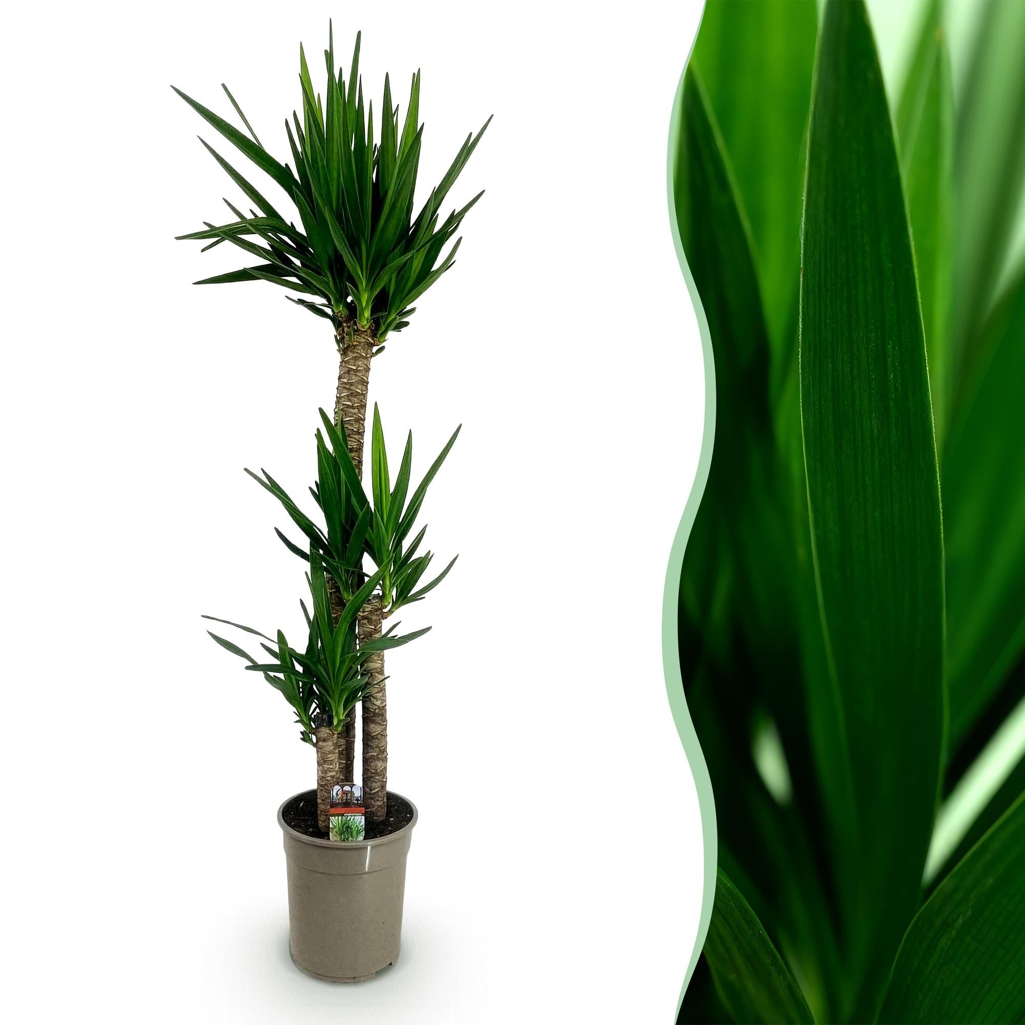 Yucca elephantipes, Yucca, Pflegeleicht, Grün, 1, Topf 27 cm, 170 cm