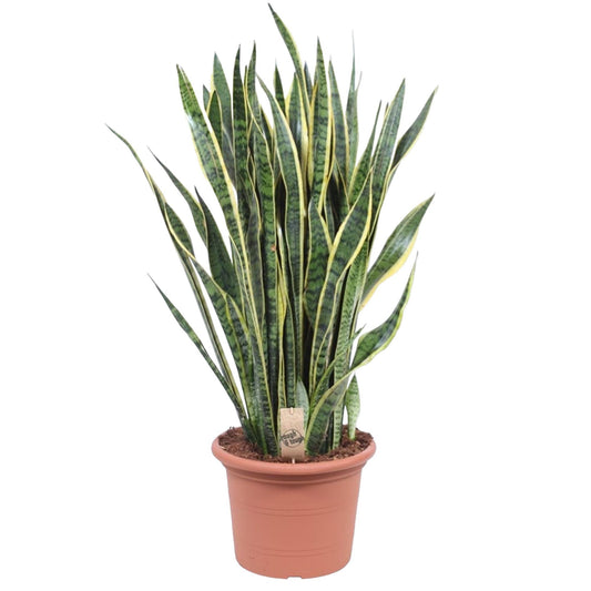 Sansevieria laurentii – 100 cm – Ø35