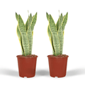 2x Sansevieria Laurentii, Frauenzunge, 40 cm, Ø14 cm