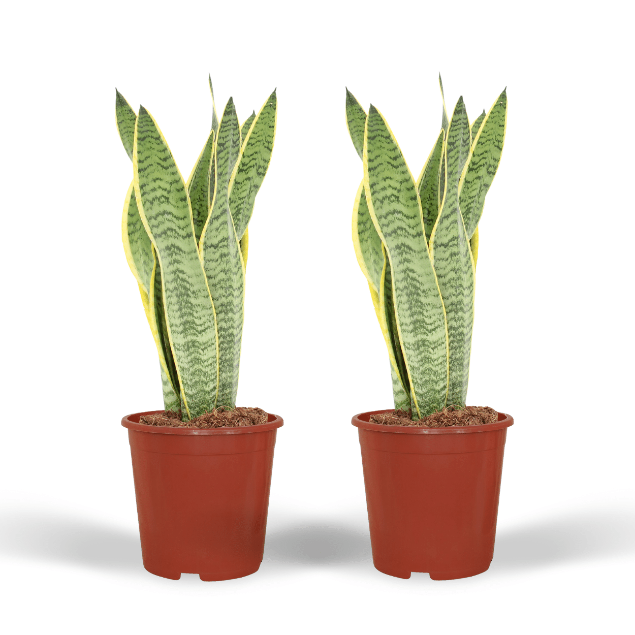 2x Sansevieria Laurentii, Frauenzunge, 40 cm, Ø14 cm