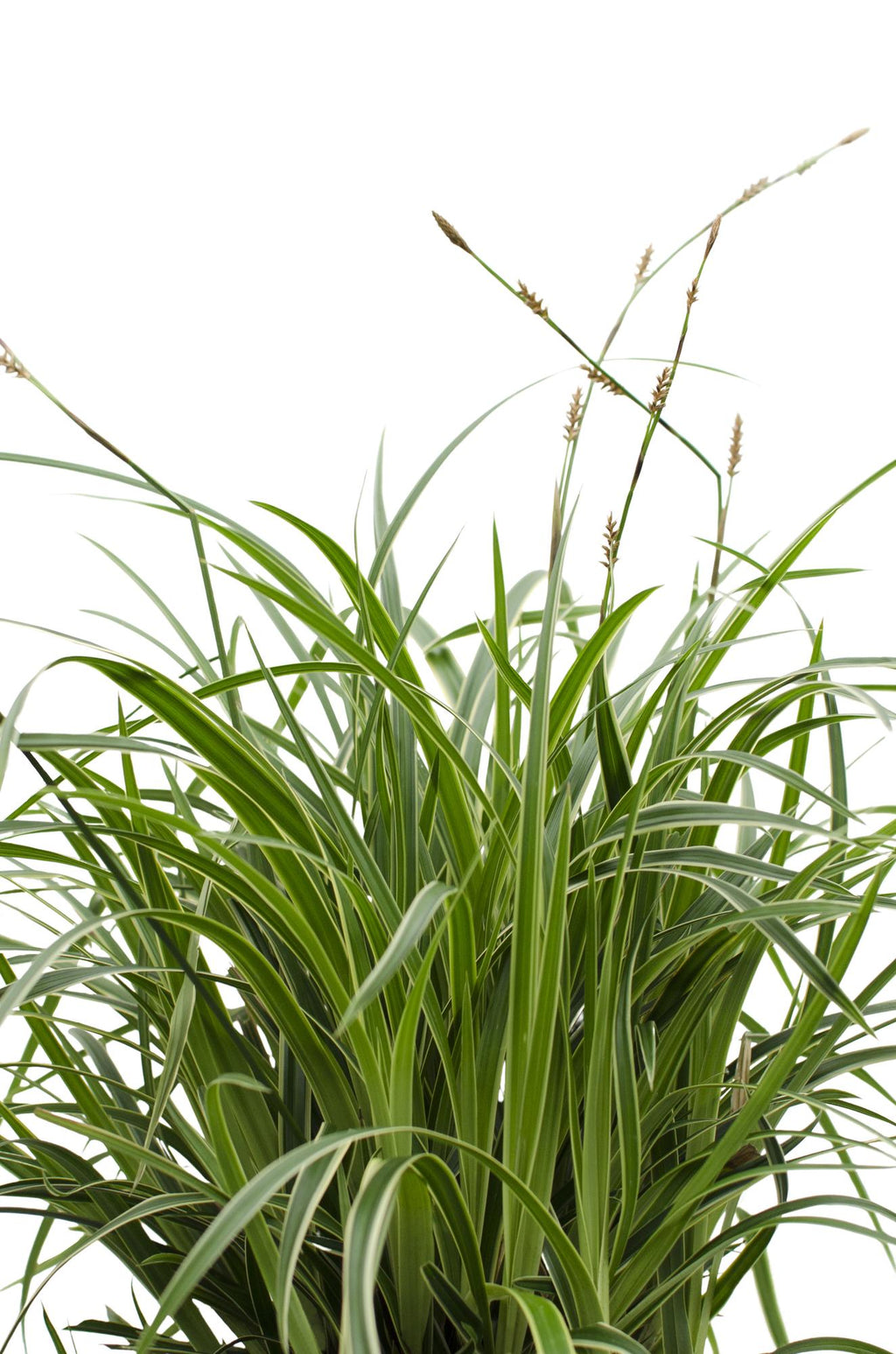 Carex morrowii 'Ice Dance', Ø14 cm, 30 cm