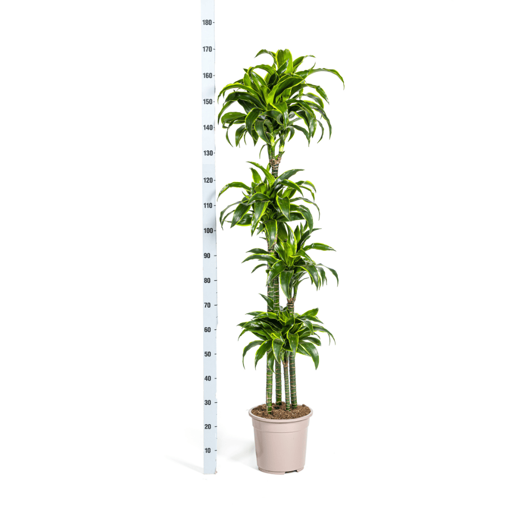Dracaena Deremensis Dorado Ø27cm - ↕170 - 190cm - Botanic-Vibes