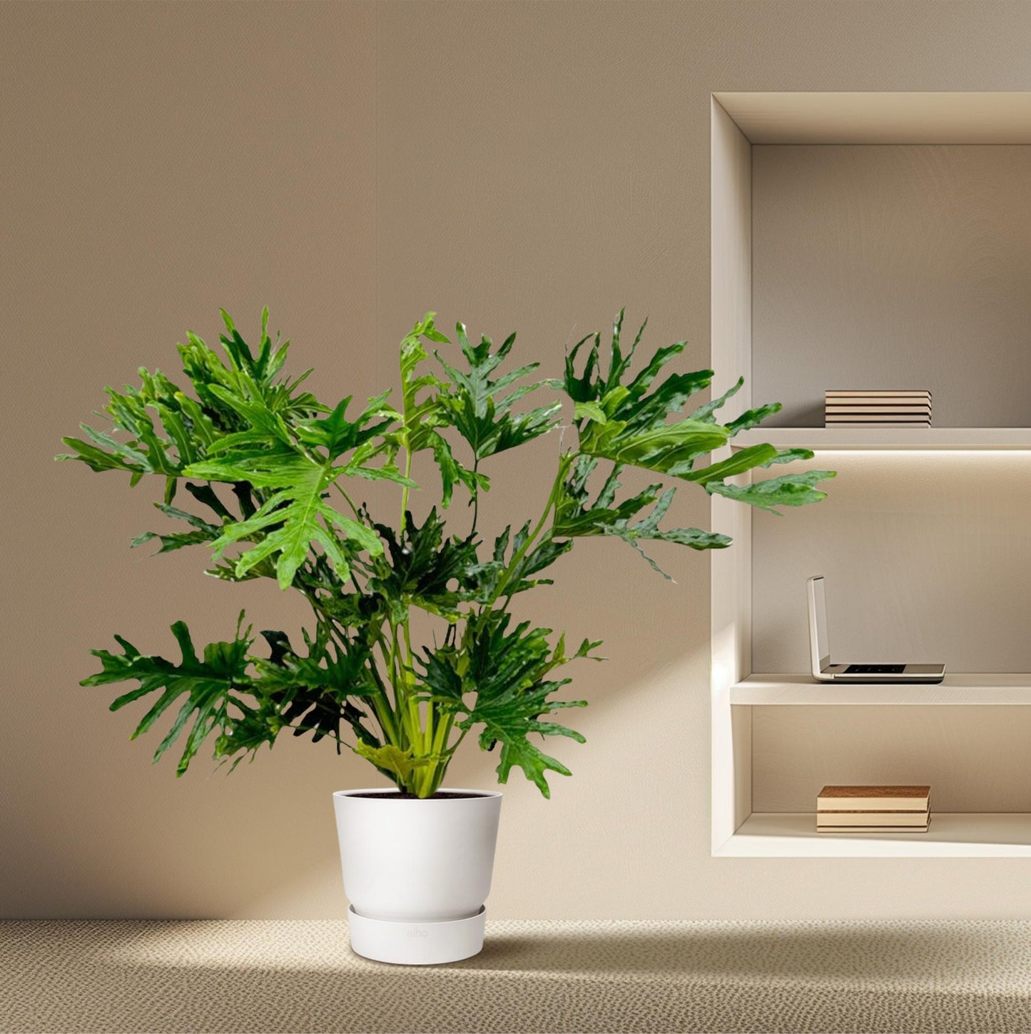 Philodendron selloum – 100 cm – Ø27