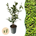 Heckenpflanzen, Ligustrum ovalifolium, Blatt grün, 8 Pflanzen, 1 laufender Meter, immergrün, Topf 9 cm 35-40 cm