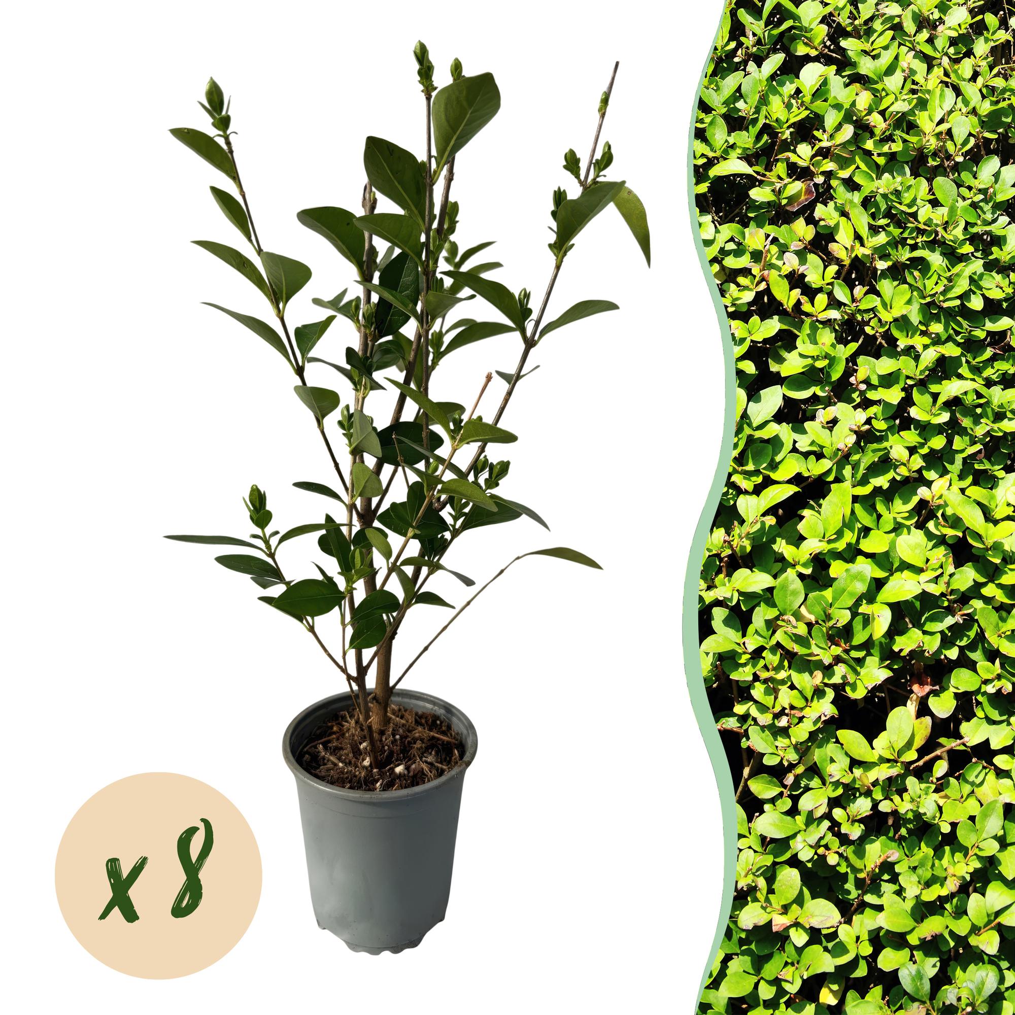 Heckenpflanzen, Ligustrum ovalifolium, Blatt grün, 8 Pflanzen, 1 laufender Meter, immergrün, Topf 9 cm 35-40 cm