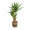 Yucca Elephantipes Verzweigt mit Korb Ø24 cm, 80-100 cm