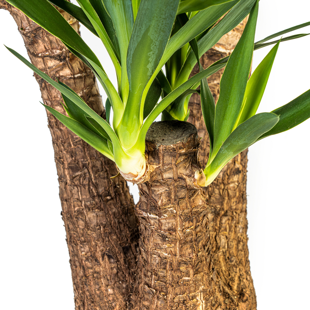 Yucca Elephantipes Verzweigt mit Korb Ø24 cm, 80-100 cm