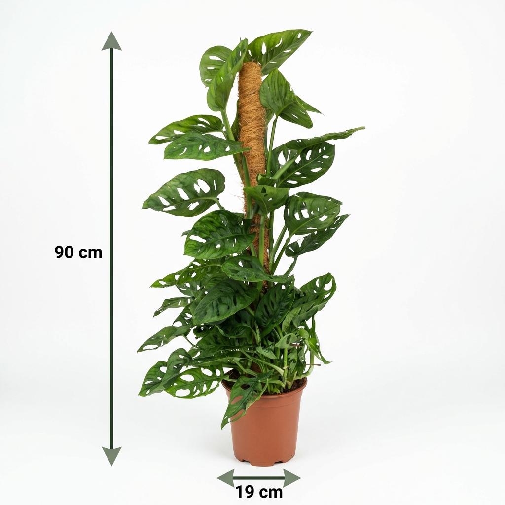 Monkey Mask, Monstera Andansonii Moosstab, Grün, Pflegeleicht, 1 Pflanze, Topf 19 cm, 90 cm