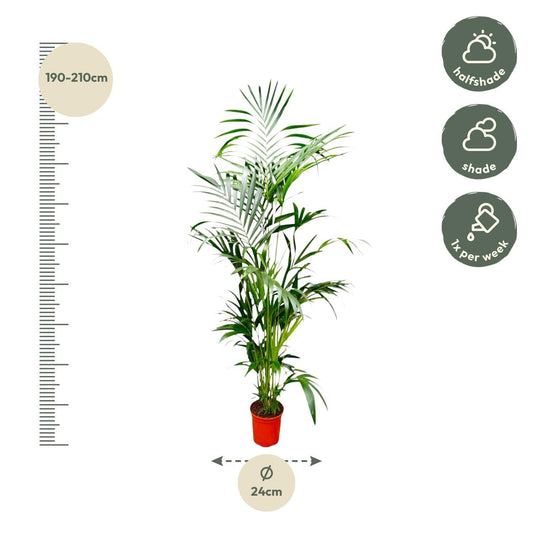 Kentia palm – 200 cm – Ø24–30 - Botanic-Vibes