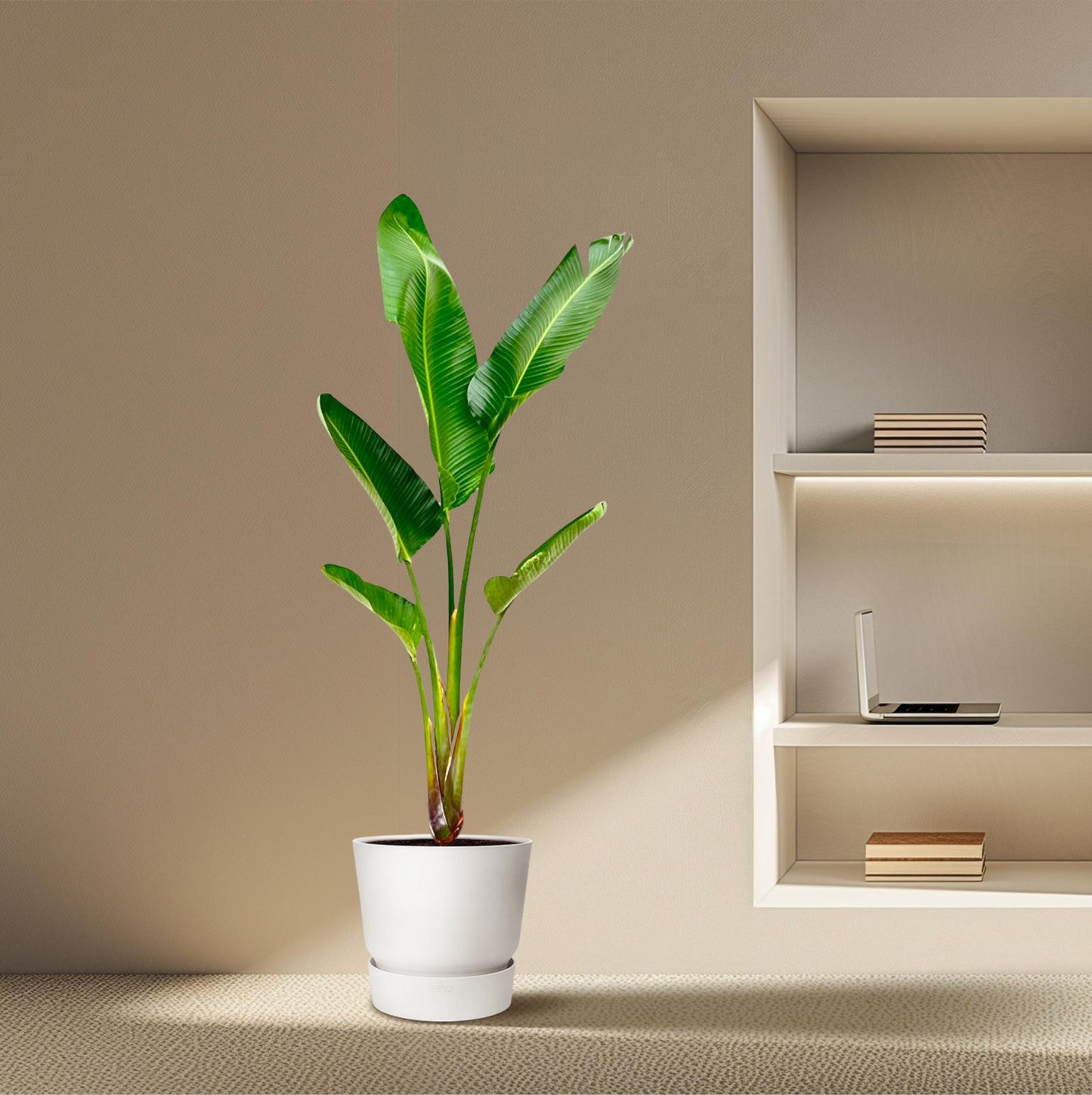 Strelitzia augusta – 220cm – Ø30