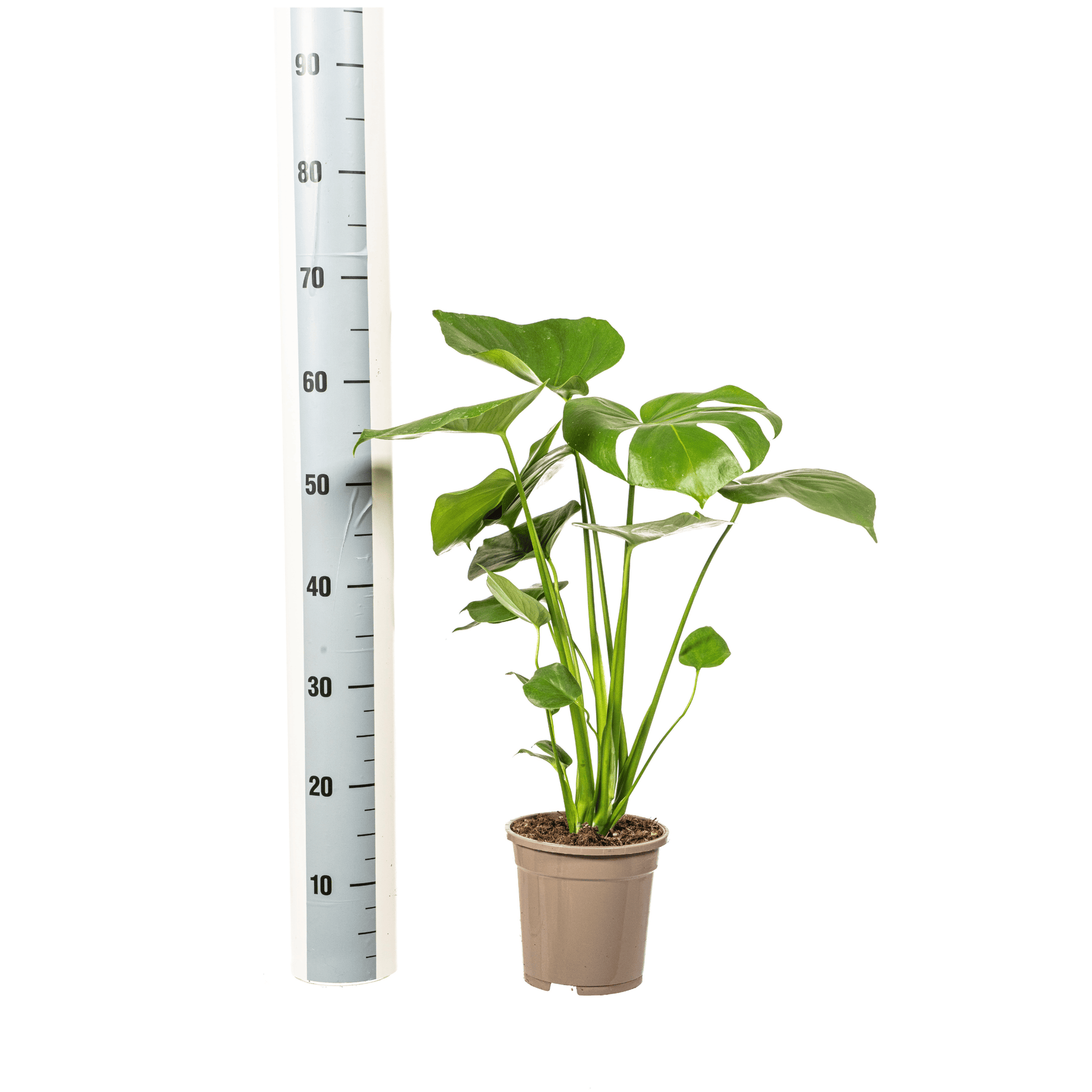 Monstera Deliciosa Tauerii Ø17cm - ↕50 - 70cm - Botanic-Vibes