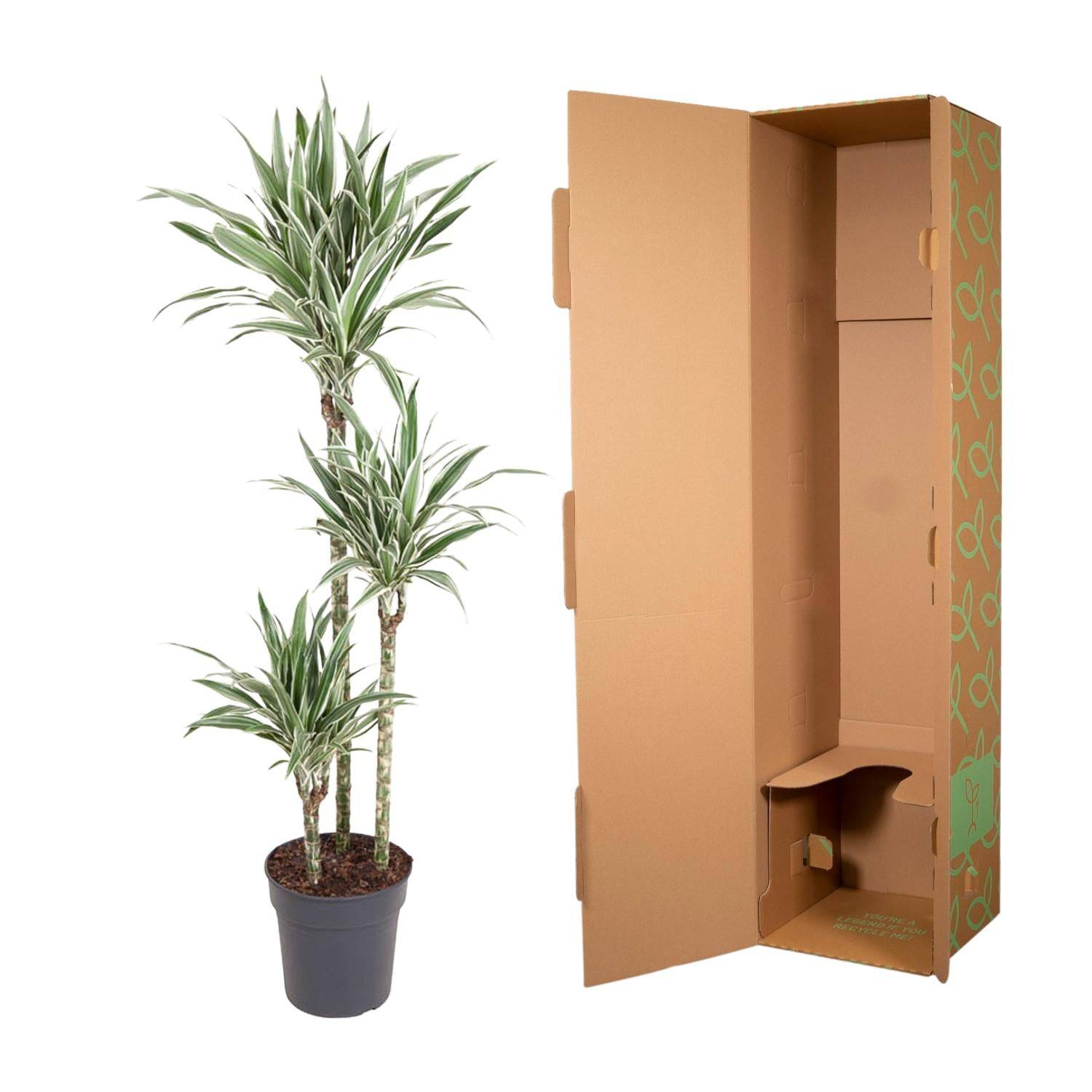 Dracaena White Stripe – 150 cm – Ø24 - Botanic-Vibes