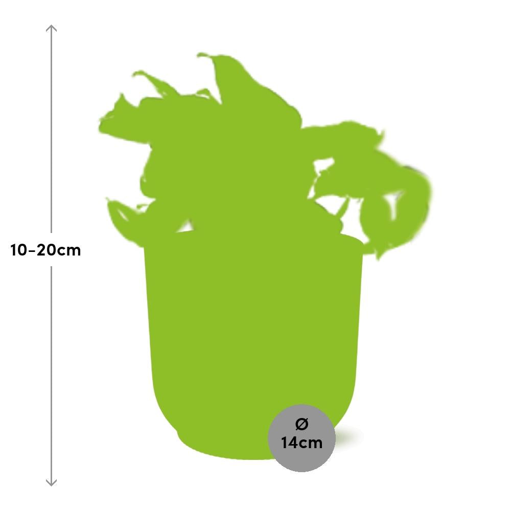 Epipremnum Pinnatum Happy Leaf im ELHO Vibes Fold, 14 cm, rosa