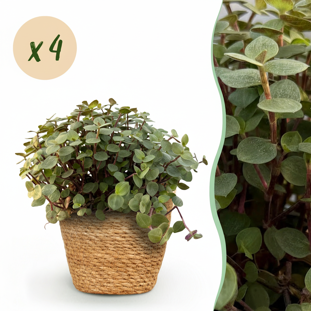 Green boutiQ, Zimmerpflanze, Calissia repens, Katzengras, Haustierfreundlich, Grün, Topf 12cm, Höhe 17, 20cm