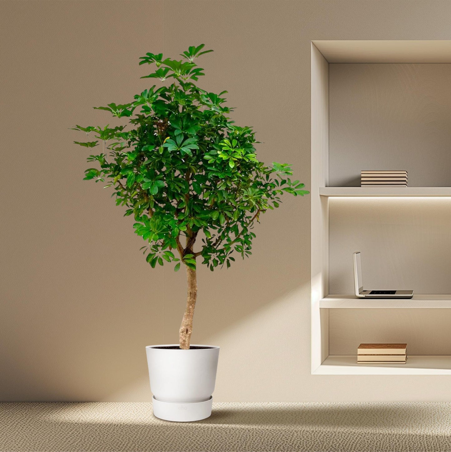 Schefflera auf Stamm – 210cm – Ø45