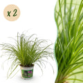 Green boutiQ, Zimmerpflanze, Cyperus alternifolius Zumula, Katzengras, Haustierfreundlich, Grün, Topf 12cm, Höhe 28, 30cm