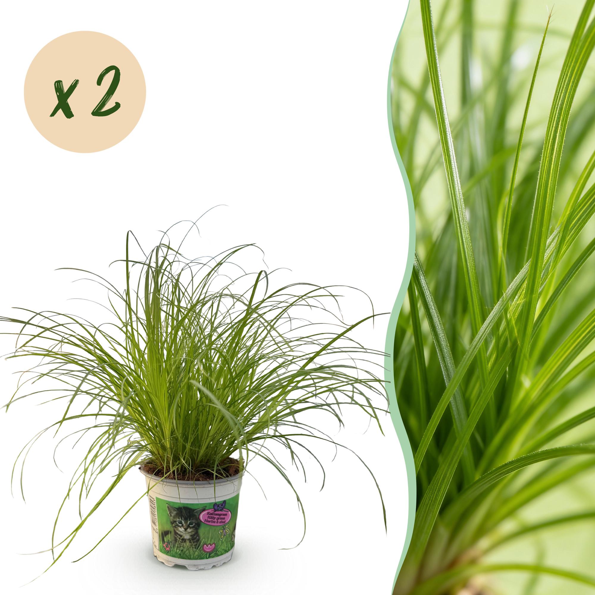 Green boutiQ, Zimmerpflanze, Cyperus alternifolius Zumula, Katzengras, Haustierfreundlich, Grün, Topf 12cm, Höhe 28, 30cm