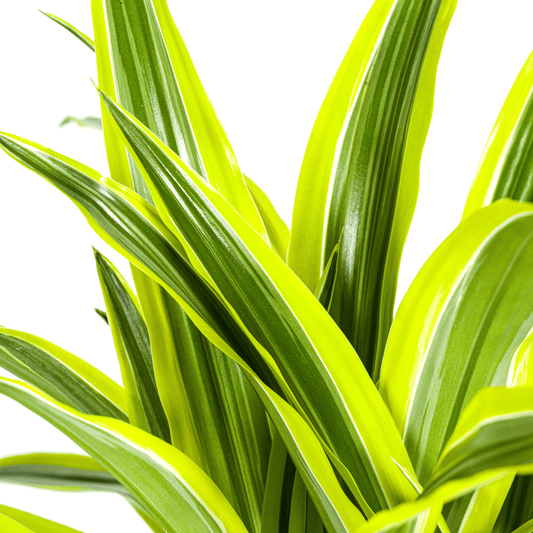 Dracaena Deremensis Lemon Lime Ø21cm - ↕90 - 110cm - Botanic-Vibes