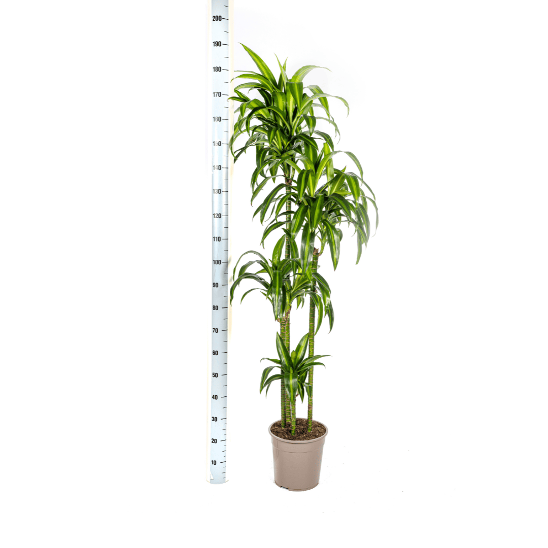 Dracaena Deremensis Hawaiian Sunshine Ø27cm - ↕170 - 190cm - Botanic-Vibes