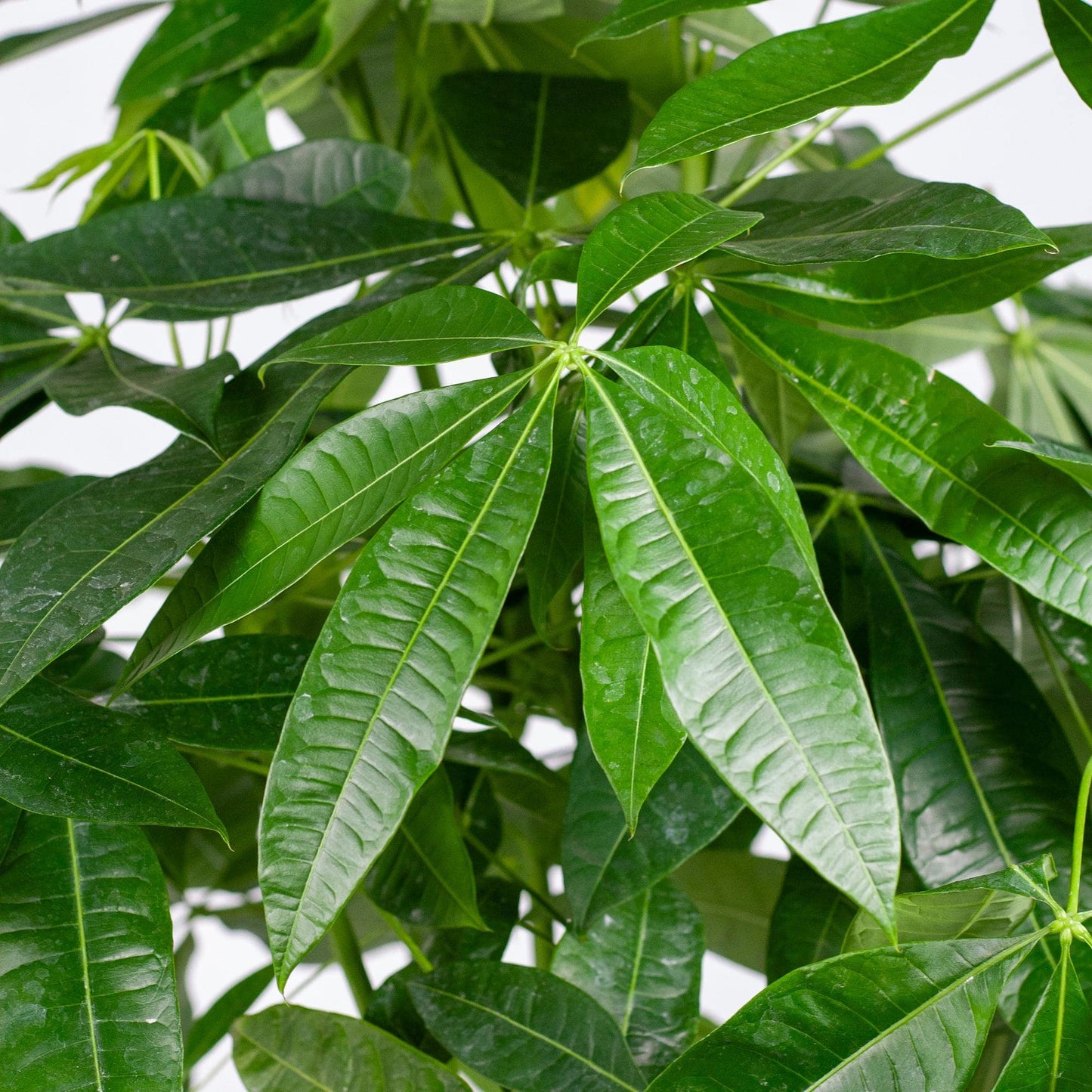 Pachira Aquatica XL mit Torun-Korb – 140 cm – Ø24 - Botanic-Vibes